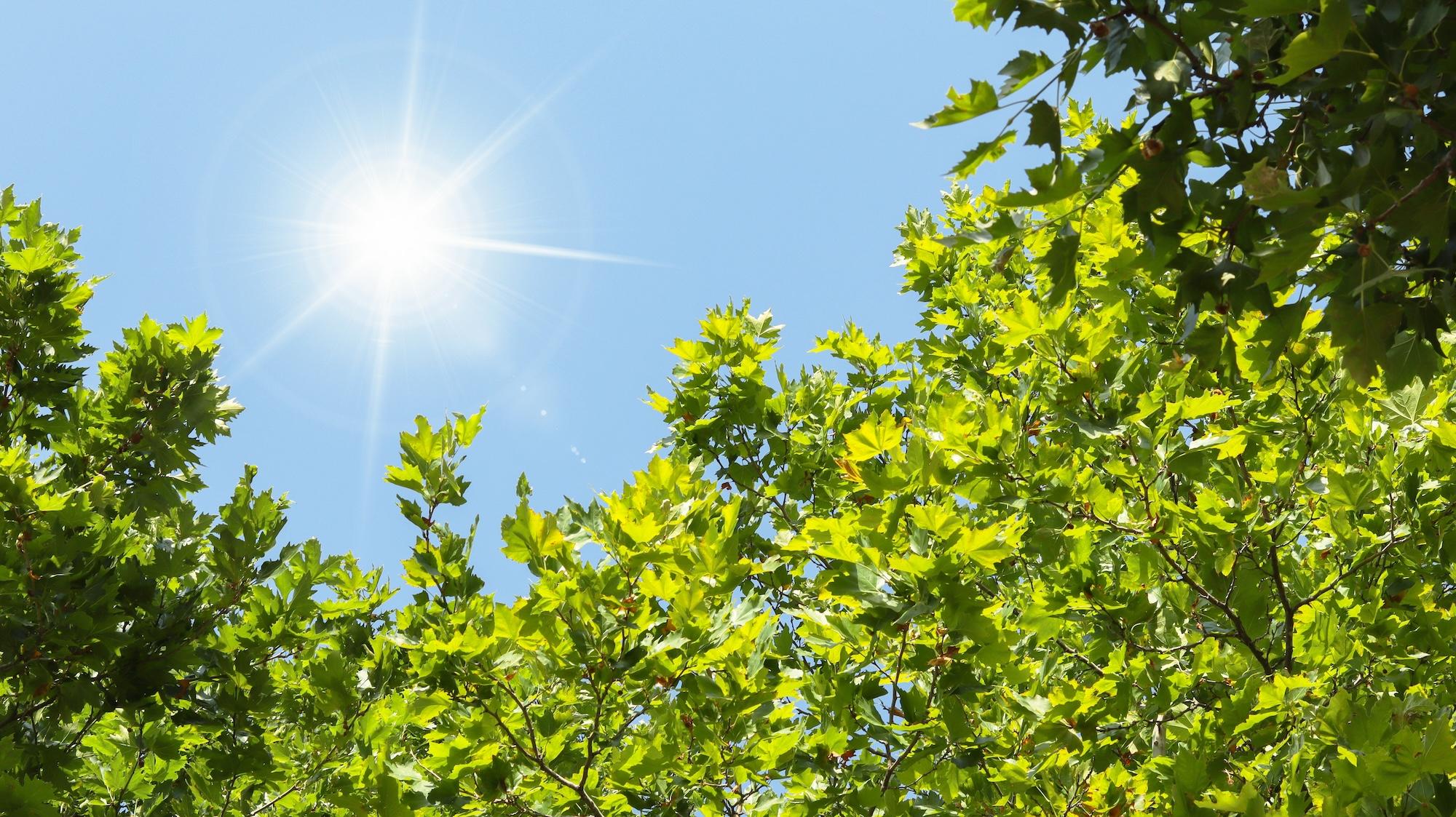 Heatwaves, home insurance and protecting your property during extreme hot weather